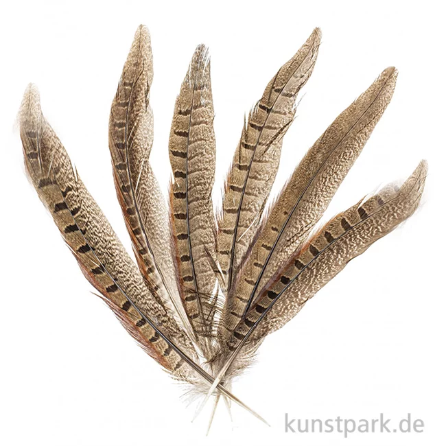 Artikelbild 1 des Artikels “Fasanenfedern, 20 - 25 cm, 12 Stück “