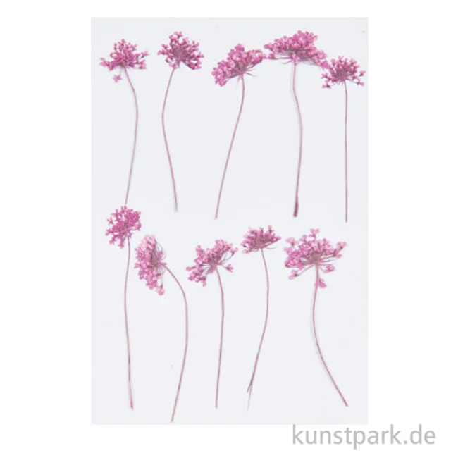 Artikelbild 1 des Artikels “Gepresste Blüten - Ammi Pink, 8 Stück “