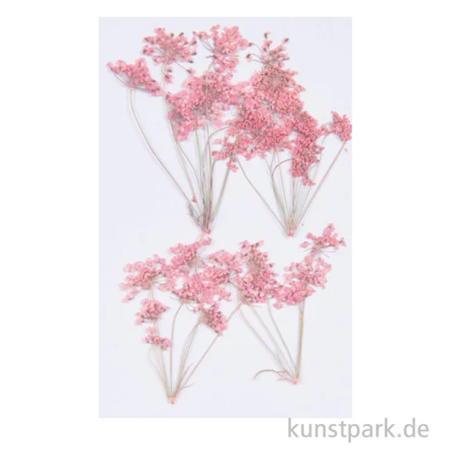 Artikelbild 1 des Artikels “Gepresste Blüten - Ammi-Zweig Rosa, 4 Stück “
