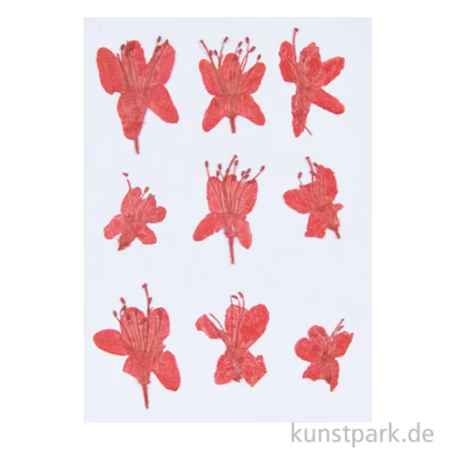 Artikelbild 1 des Artikels “Gepresste Blüten - Azalee, 8 Stück “