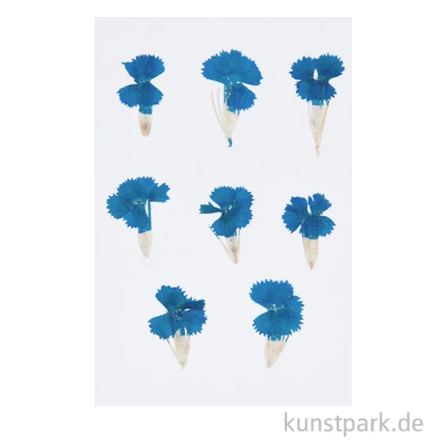 Artikelbild 1 des Artikels “Gepresste Blüten - Chinesische Nelke Blau, 6 Stück “