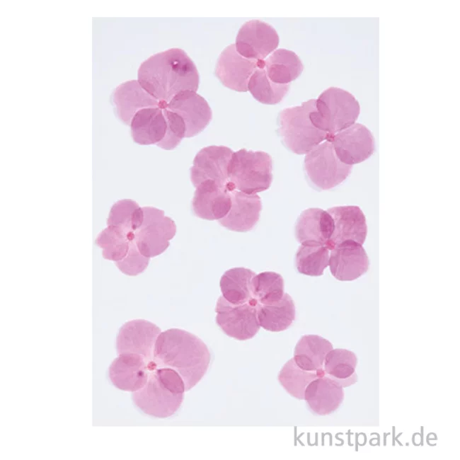 Artikelbild 1 des Artikels “Gepresste Blüten - Hortensie Pink, 9 Stück “