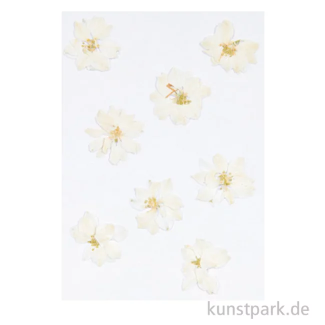 Artikelbild 1 des Artikels “Gepresste Blüten - Rittersporn Weiß, 8 Stück “