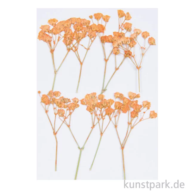 Artikelbild 1 des Artikels “Gepresste Blüten - Schleierkraut Orange, 8 Stück “