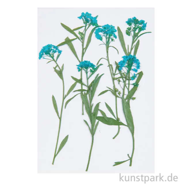 Artikelbild 1 des Artikels “Gepresste Blüten - Strand-Silberkraut Blau, 6 Stück “