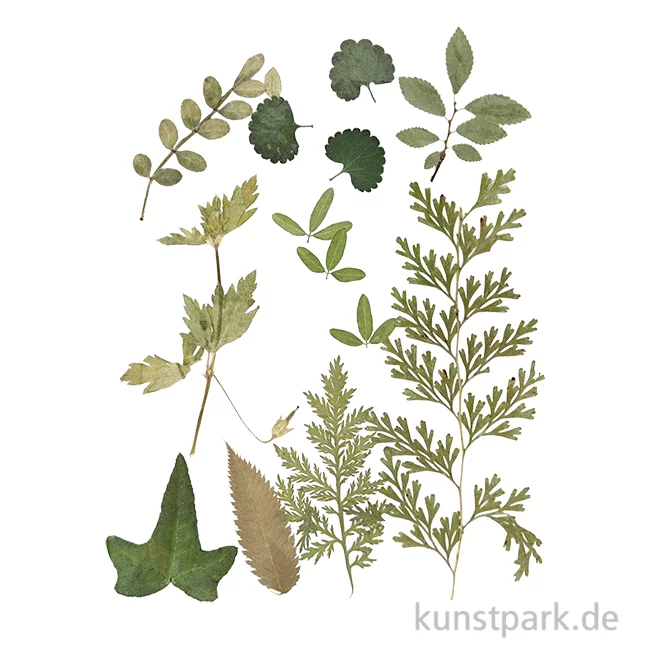 Artikelbild 1 des Artikels “Gepresste Blätter - Grün “