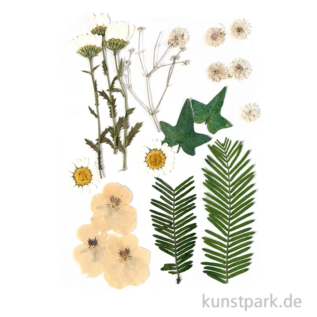 Artikelbild 1 des Artikels “Gepresste Blüten und Blätter - Naturweiß “
