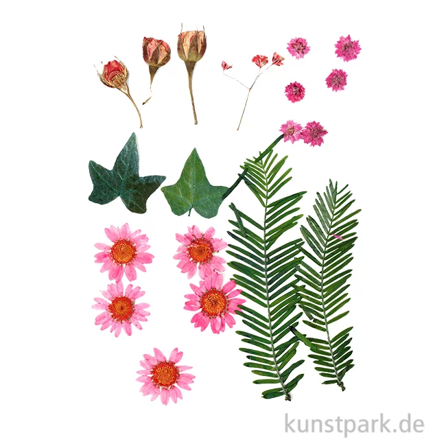 Artikelbild 1 des Artikels “Gepresste Blüten und Blätter - Rosa “