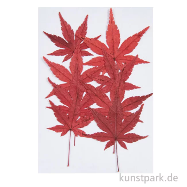 Artikelbild 1 des Artikels “Gepresste Pflanzen - Ahornblatt, 8 Stück “