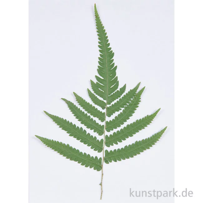Artikelbild 1 des Artikels “Gepresste Pflanzen - Großer Farn, 1 Stück “