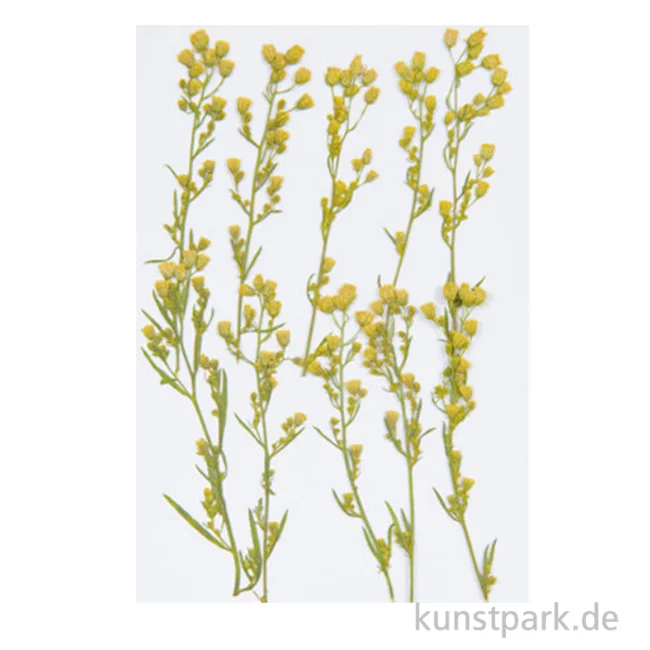 Artikelbild 1 des Artikels “Gepresste Pflanzen - Kanadisches Berufkraut, 6 Stück “