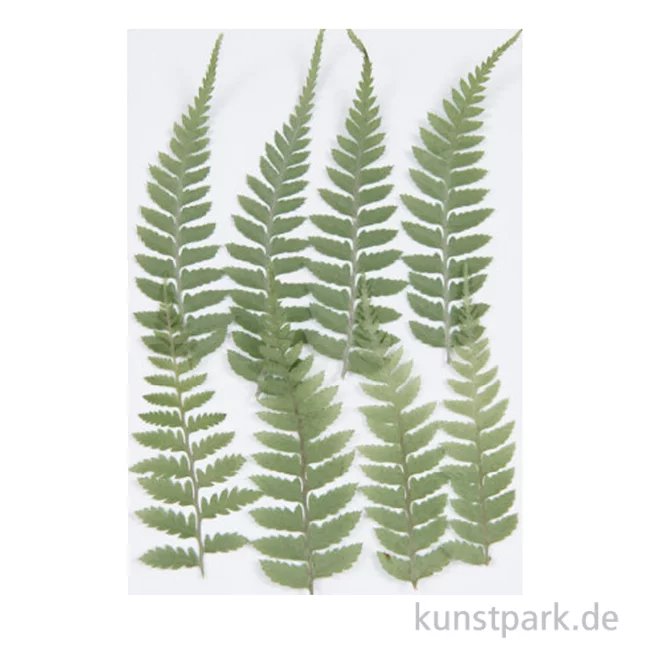 Artikelbild 1 des Artikels “Gepresste Pflanzen - Kleiner Farn, 8 Stück “