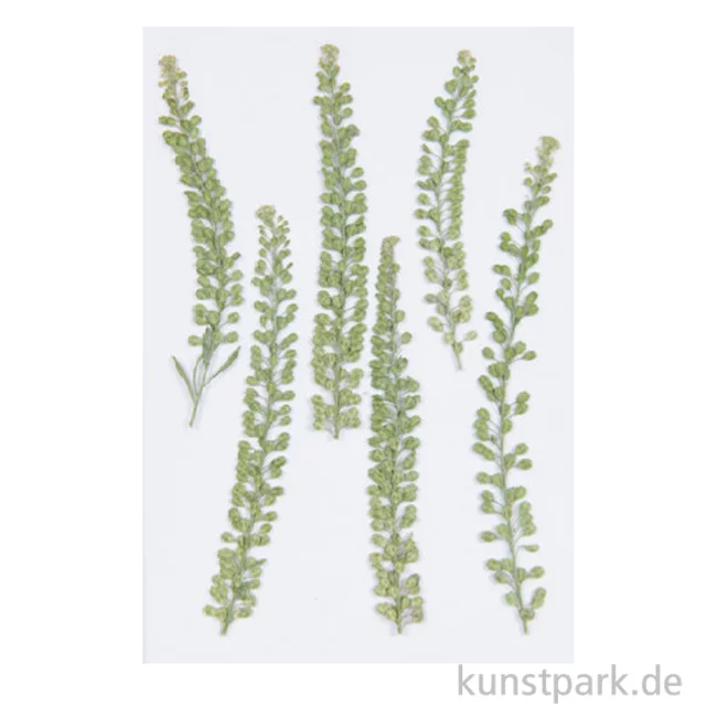 Artikelbild 1 des Artikels “Gepresste Pflanzen - Kresse, 6 Stück “