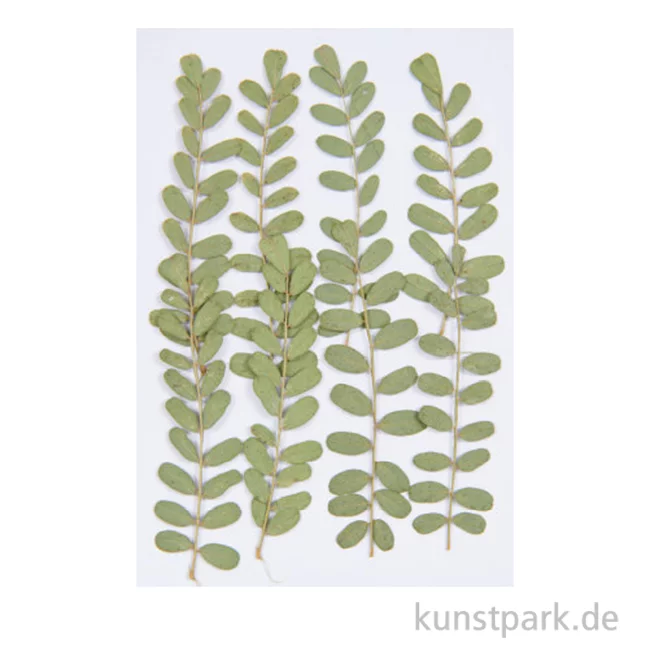 Artikelbild 1 des Artikels “Gepresste Pflanzen - Nelkengewächs, 8 Stück “