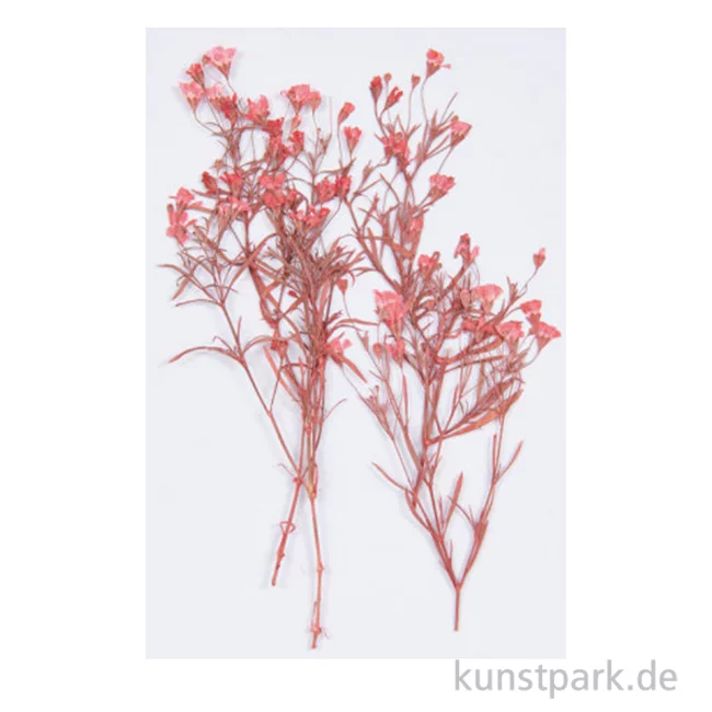 Artikelbild 1 des Artikels “Gepresste Pflanzen - Schleierkraut Rot, 4 Stück “