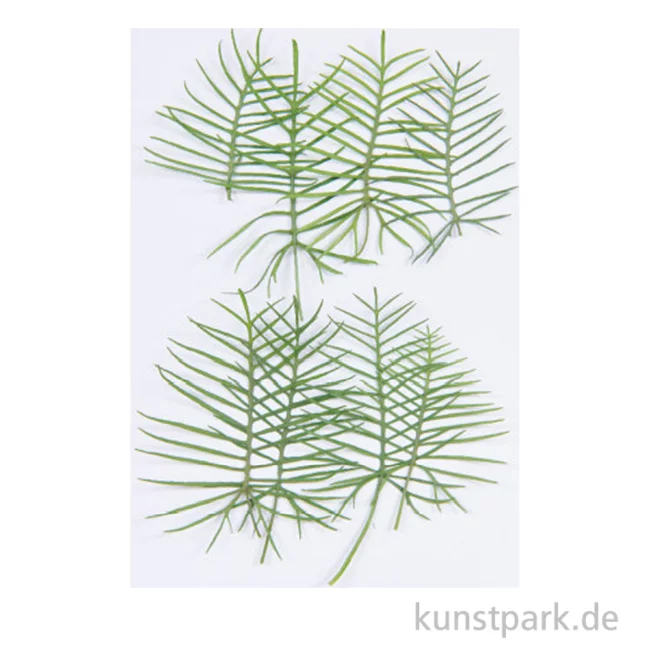 Artikelbild 1 des Artikels “Gepresste Pflanzen - Zypressen-Prunkwinde, 6 Stück “