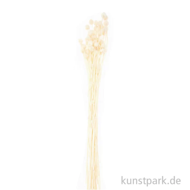 Artikelbild 1 des Artikels “Getrocknete japanische Karde Natur, 50 g als Bund “