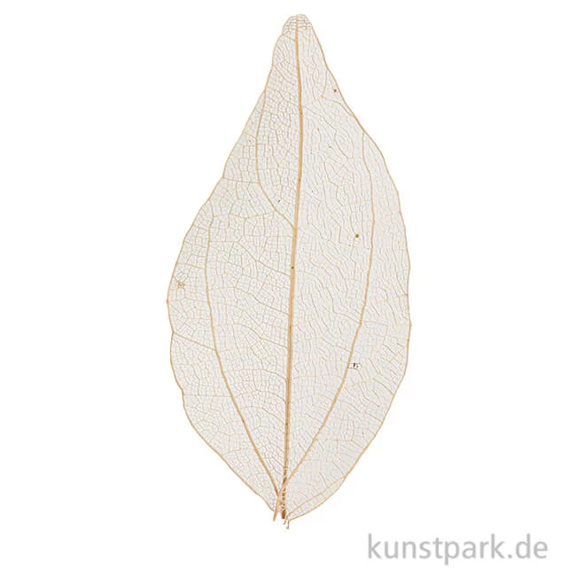 Artikelbild 1 des Artikels “Getrocknete Laubblätter - Natur, Länge etwa 6-8 cm, 20 Stück “