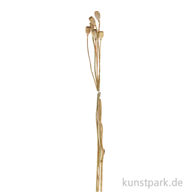 Artikelbild 1 des Artikels “Getrocknete Mohnkolben, 6 Stück als Bund “