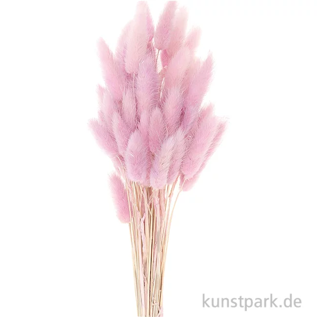 Artikelbild 1 des Artikels “Getrockneter Lagurus, 50 Stück Bund | Flieder“