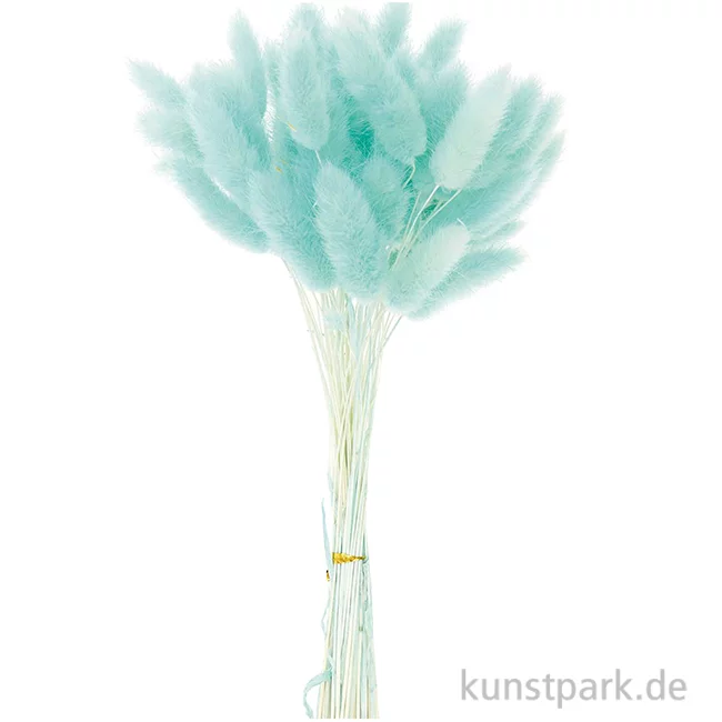 Artikelbild 1 des Artikels “Getrockneter Lagurus, 50 Stück Bund | Türkis“
