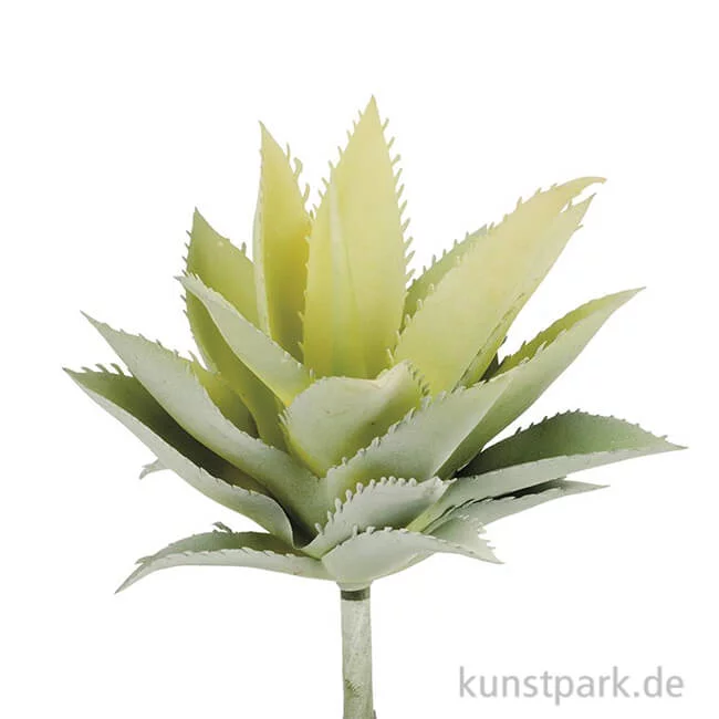 Artikelbild 1 des Artikels “Mini-Agave 15 cm “