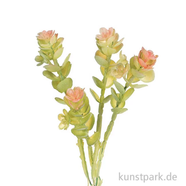 Artikelbild 1 des Artikels “Mini-Caryophyllaceae 16 cm “