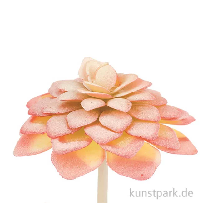 Artikelbild 1 des Artikels “Mini-Echeveria 7 cm “