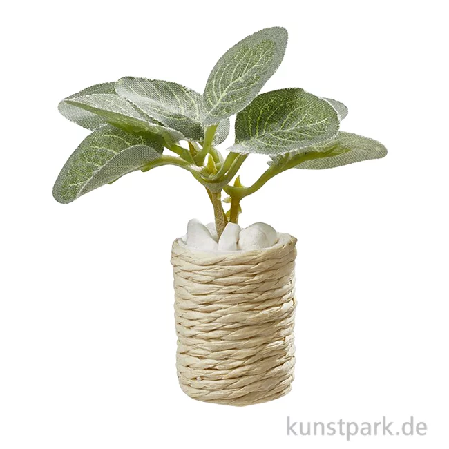Artikelbild 1 des Artikels “Miniatur Zimmerpflanze, 5,5 cm “