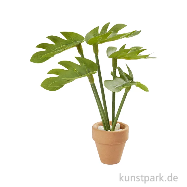 Artikelbild 1 des Artikels “Miniatur Zimmerpflanze Monstera, 2,6 x 9 cm “
