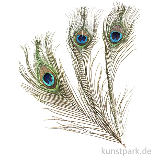 Artikelbild 1 des Artikels “Pfauenfedern, 25 cm, 3 Stück “