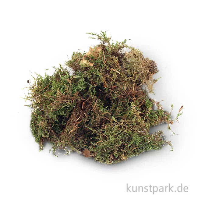 Artikelbild 1 des Artikels “Plattenmoos, getrocknet, 100g “