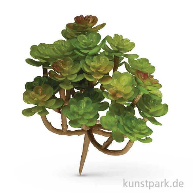 Artikelbild 1 des Artikels “Sukkulente - Sedum, 9,5x8 cm, 1 Stück “