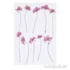 Artikelbild 1 des Artikels “Gepresste Blüten - Ammi Pink, 8 Stück “