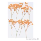 Artikelbild 1 des Artikels “Gepresste Blüten - Schleierkraut Orange, 8 Stück “