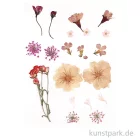 Artikelbild 1 des Artikels “Gepresste Blüten und Blätter - Hellrosa “