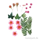 Artikelbild 1 des Artikels “Gepresste Blüten und Blätter - Rosa “