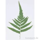 Artikelbild 1 des Artikels “Gepresste Pflanzen - Großer Farn, 1 Stück “
