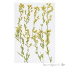 Artikelbild 1 des Artikels “Gepresste Pflanzen - Kanadisches Berufkraut, 6 Stück “