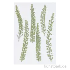 Artikelbild 1 des Artikels “Gepresste Pflanzen - Kresse, 6 Stück “