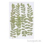 Artikelbild 1 des Artikels “Gepresste Pflanzen - Nelkengewächs, 8 Stück “