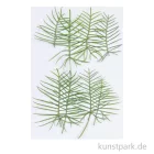 Artikelbild 1 des Artikels “Gepresste Pflanzen - Zypressen-Prunkwinde, 6 Stück “