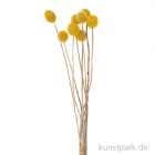 Artikelbild 1 des Artikels “Getrocknete Craspedia, 10 Stück als Bund “
