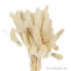 Artikelbild 1 des Artikels “Getrockneter Lagurus, 50 Stück Bund | Weiß“