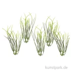 Artikelbild 1 des Artikels “Mini Gräser, 9 cm, 5 Stück “