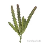Artikelbild 1 des Artikels “Mini-Hylocereus undatus 15 cm “