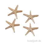 Artikelbild 1 des Artikels “Mini Seestern - Natur, 2,8 cm, 4 Stück “