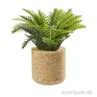 Artikelbild 1 des Artikels “Miniatur Palmenpflanze, 6,5 cm “