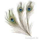Artikelbild 1 des Artikels “Pfauenfedern, 25 cm, 3 Stück “