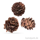 Artikelbild 1 des Artikels “Tannezapfen 2 - 3 cm, 60g “